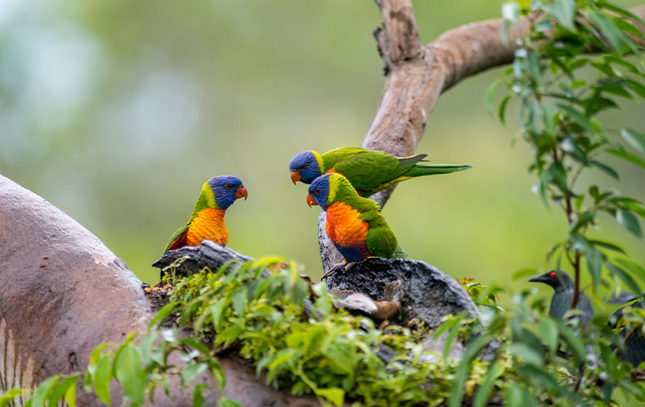 Rainbow Lorikeets at Thala Beach