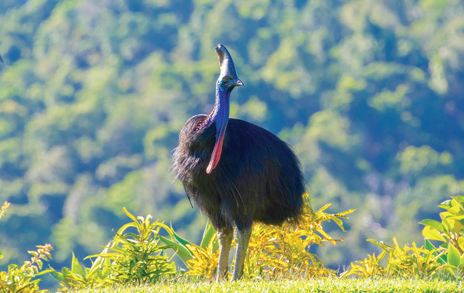 A Cassowary Bird in the Daintree Rainforest