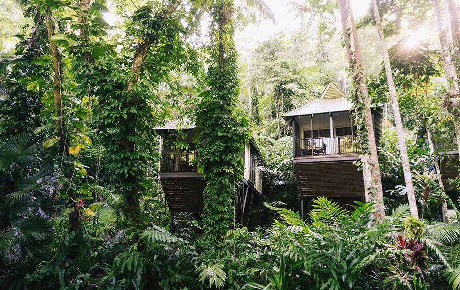 Daintree Eco Lodge Banyans