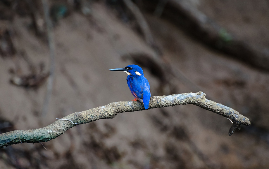 Blue Bird in the Daintree Rainforest at Daintree Ecolodge