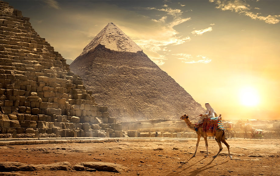 Camel at the Pyramid of Giza in Egypt