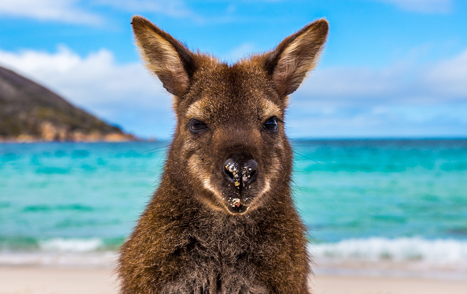 Kangaroo at Freycinet Nation Park Tasmania