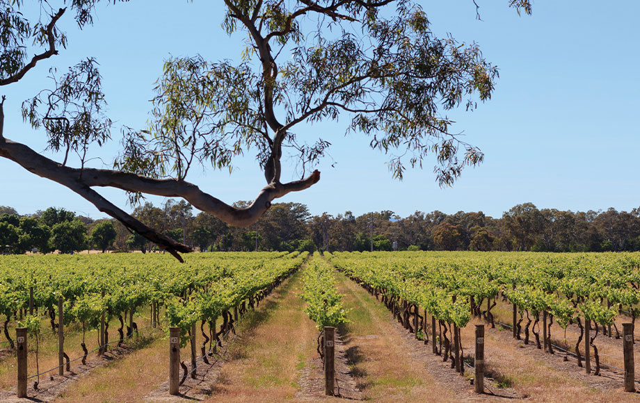 Winery near the Grampians