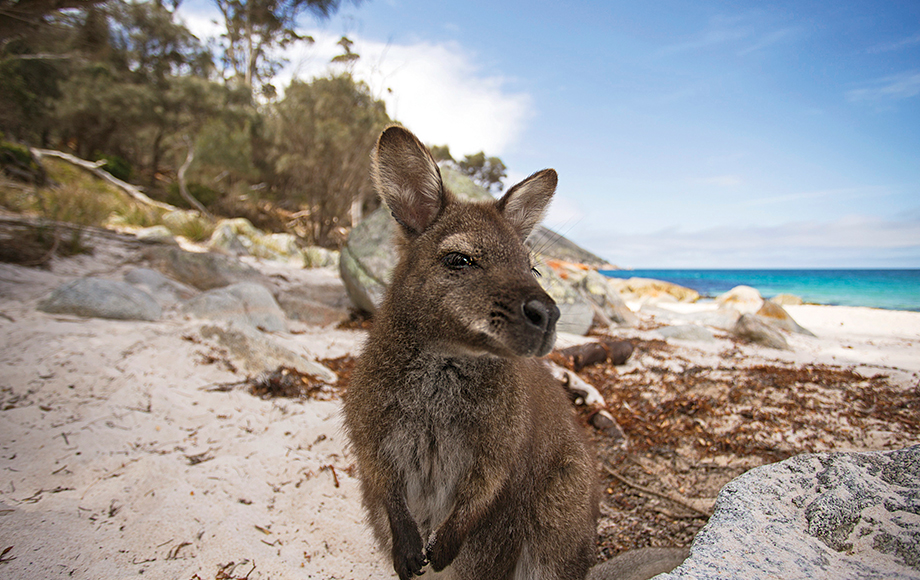 Kangaroo at Kangaroo Island