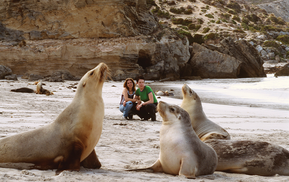 Seals at Kangaroo Island