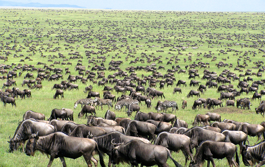 Tanzania Wilderbeest Migration