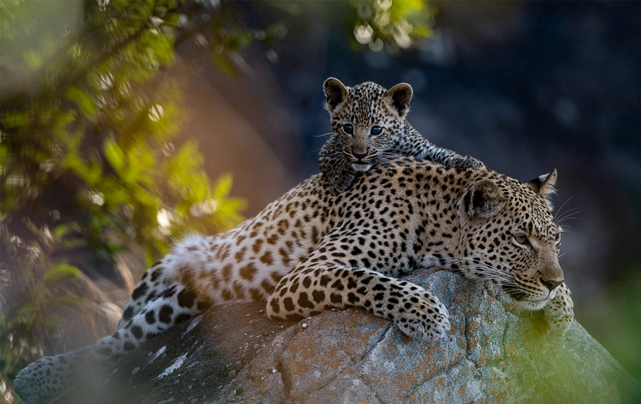 Leopard Mother and cub in Sabi Sabi