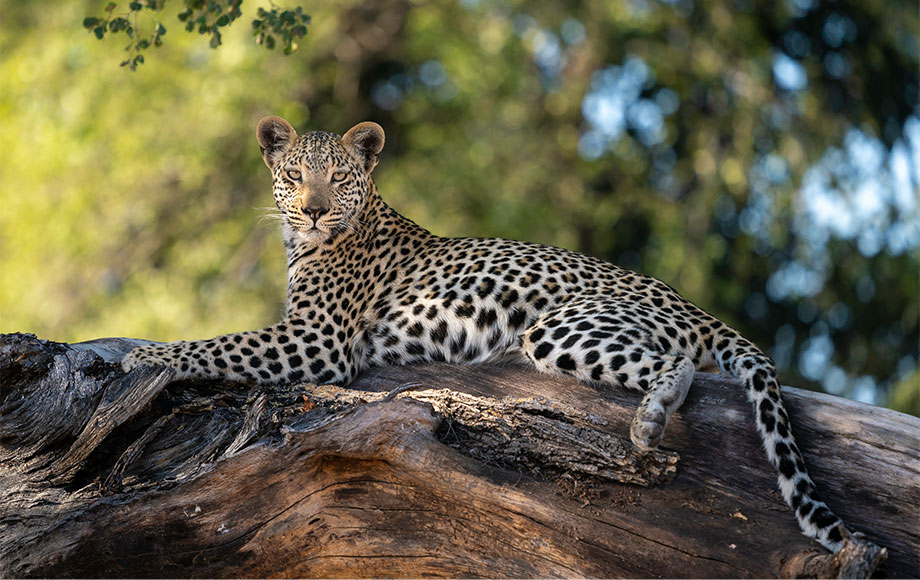 Leopard at Jao Camp