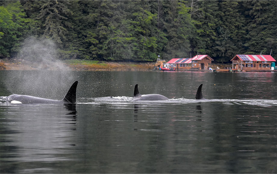 Khutzeymateen Lodge Whales