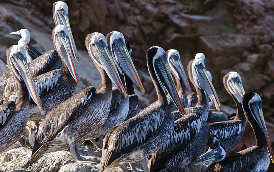Pelicans at Paracas Peru