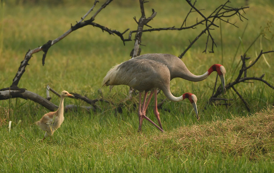 Birds in India