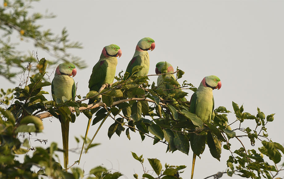 Birds in India