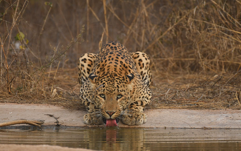 Leopard in Jhalana Forest India