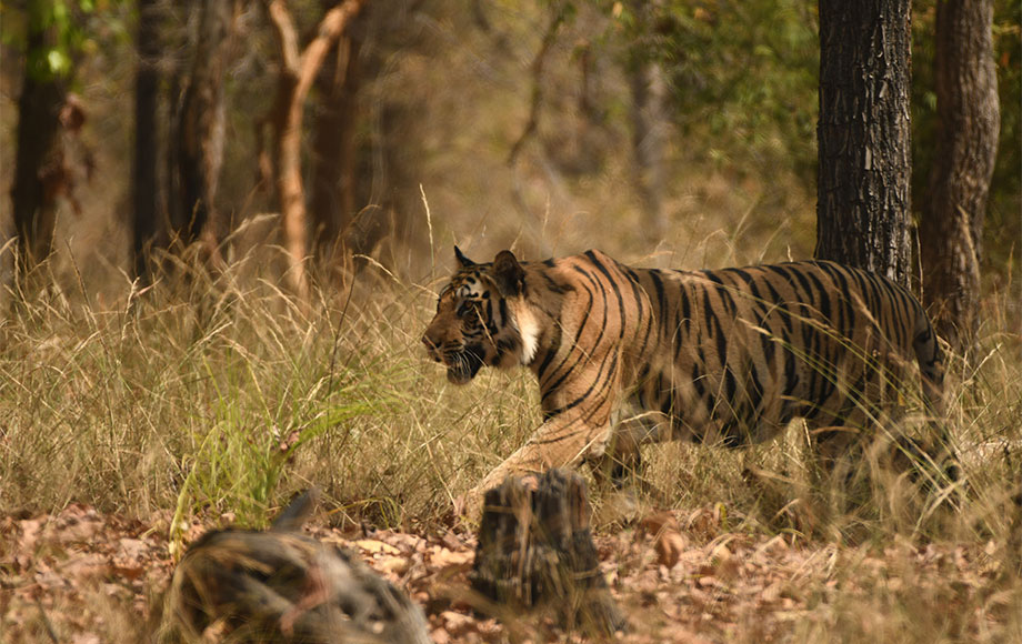 Tiger in Bandhavgarh National Park