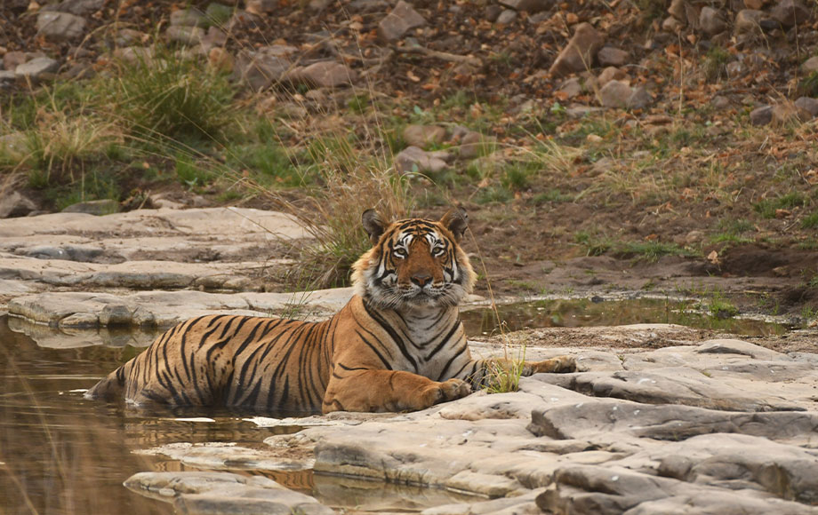 Tiger in Bandhavgarh National Park