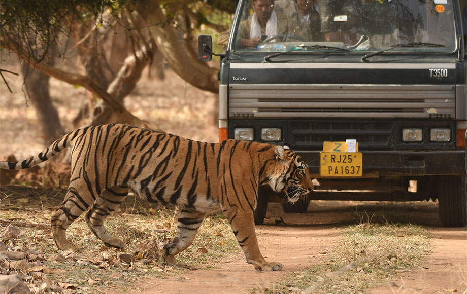 Tiger viewing in India
