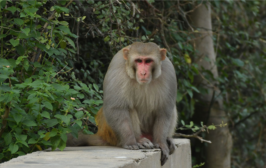 Monkey in India