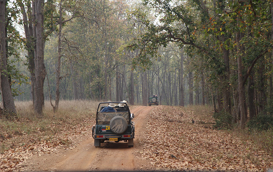 Safari in Bandhavgarh National Park