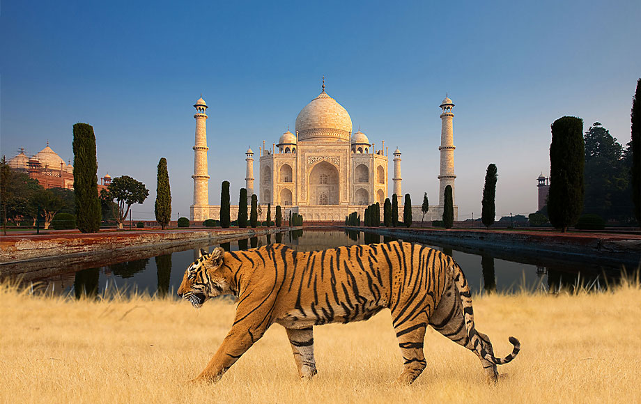 Taj Temples & Tigers 2023