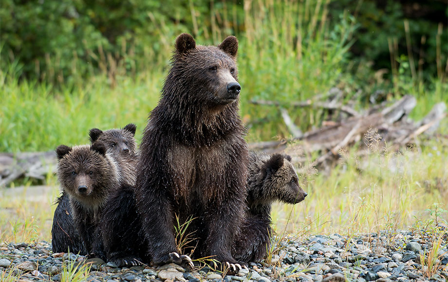 Grizzy Bears