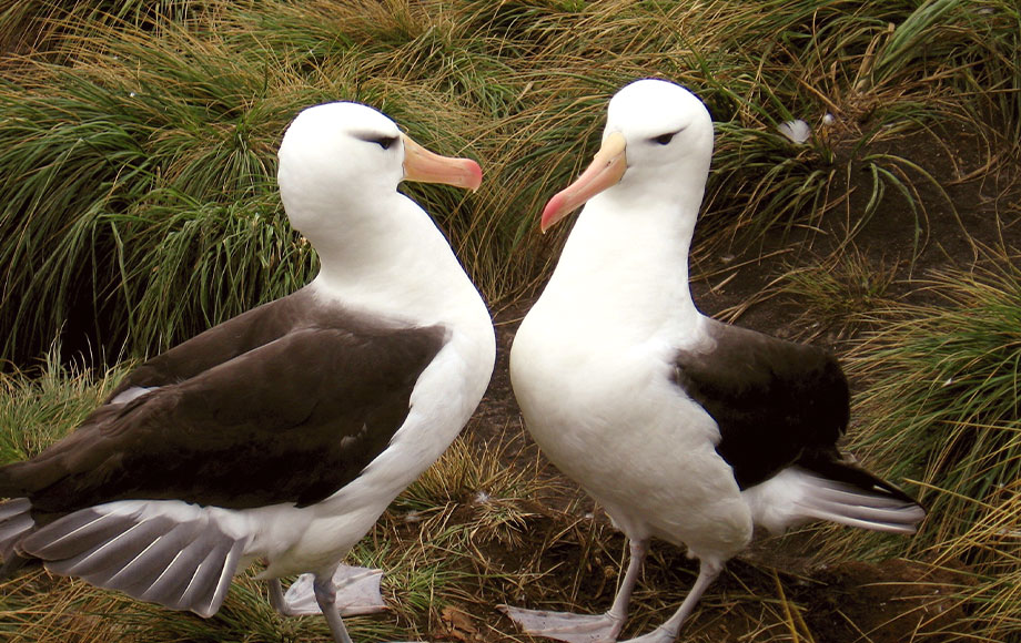 Falkland Islands Black Browned Albatross