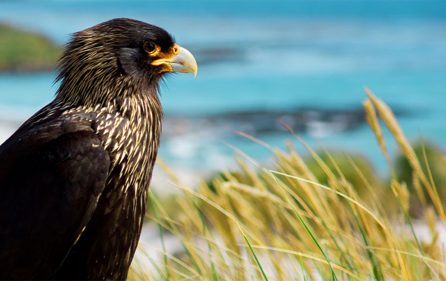 Falkland Islands Caracara