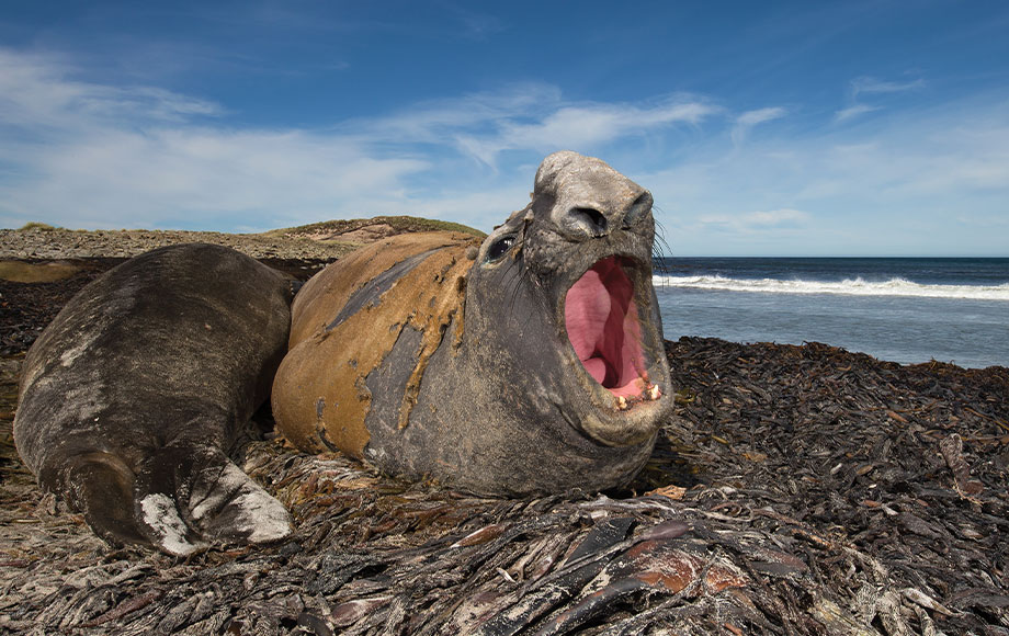 Falkland Islands Elephant Seal