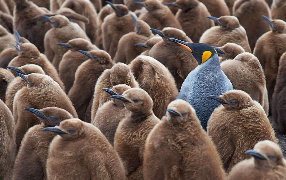 Falkland Islands King Penguins Chicks