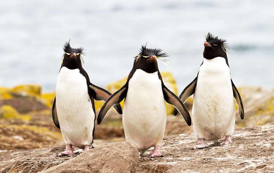 Falkland Islands Rock Hopper Penguins