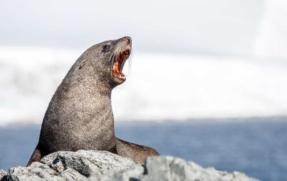 Antarctica Weddell Seal