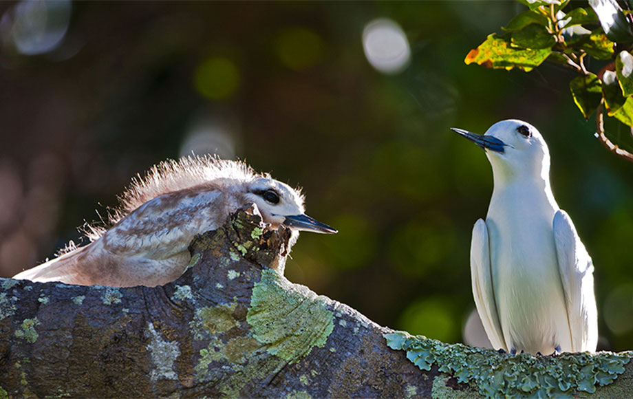 Arajilla Resort Bird viewing Arajilla Resort Bird viewing