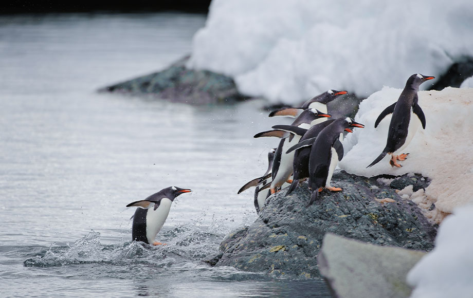 Penguins jumping onto iceberg