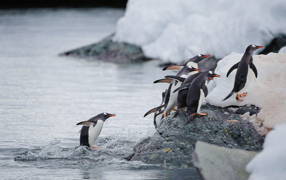 Penguins jumping onto iceberg Penguins jumping onto iceberg