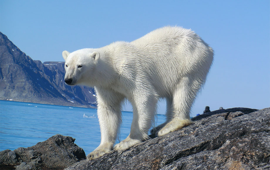 Polar Bear in the Arctic
