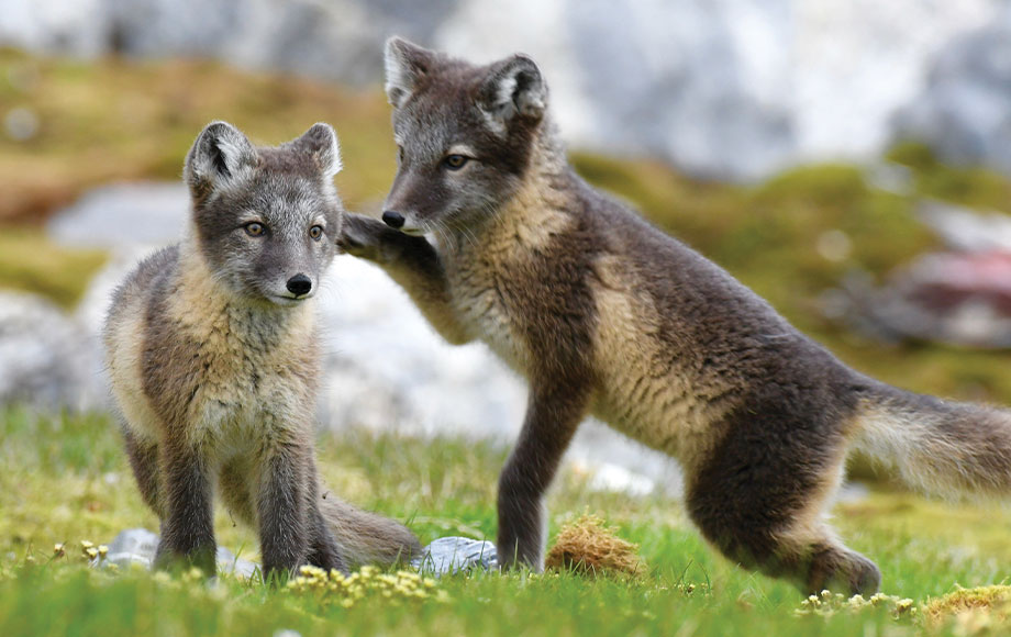 two Arctic foxes