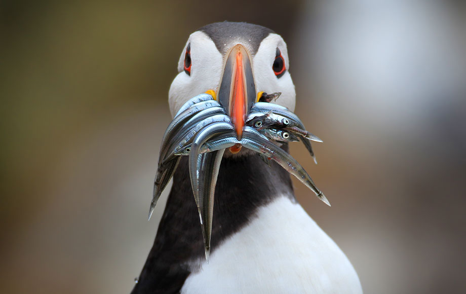 Puffin with fish in mouth Arctic
