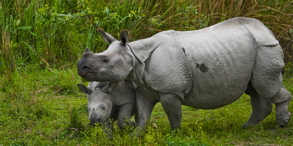 Indian Rhino Kazaringa Extension