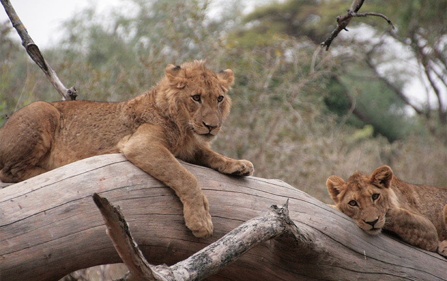 Lion in Tree