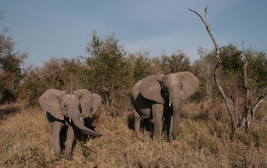 Elephants at Sabi Sabi