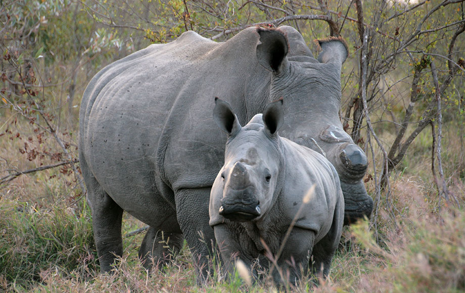 White Rhinos