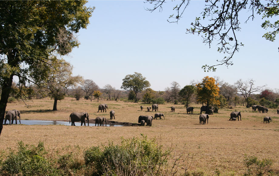 Elephants in Africa