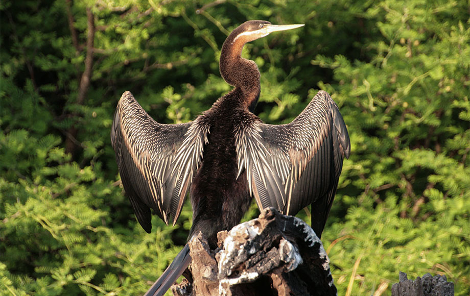 Bird with wings open Zambia