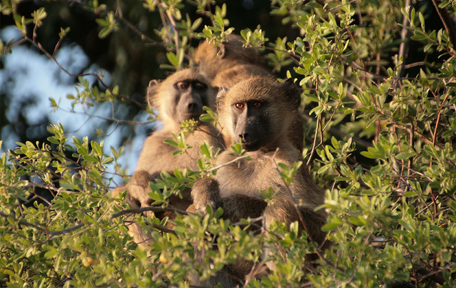 Monkeys in Tree