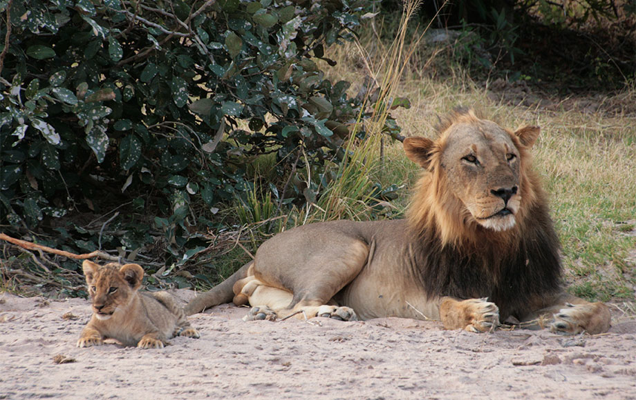 Lion and Cub