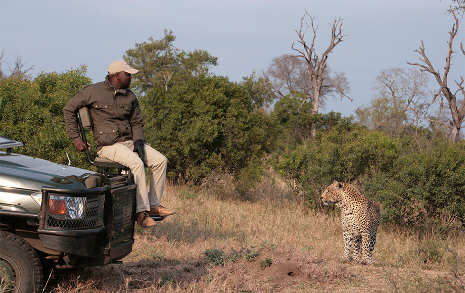 Safari guide next to Leopard in Africa
