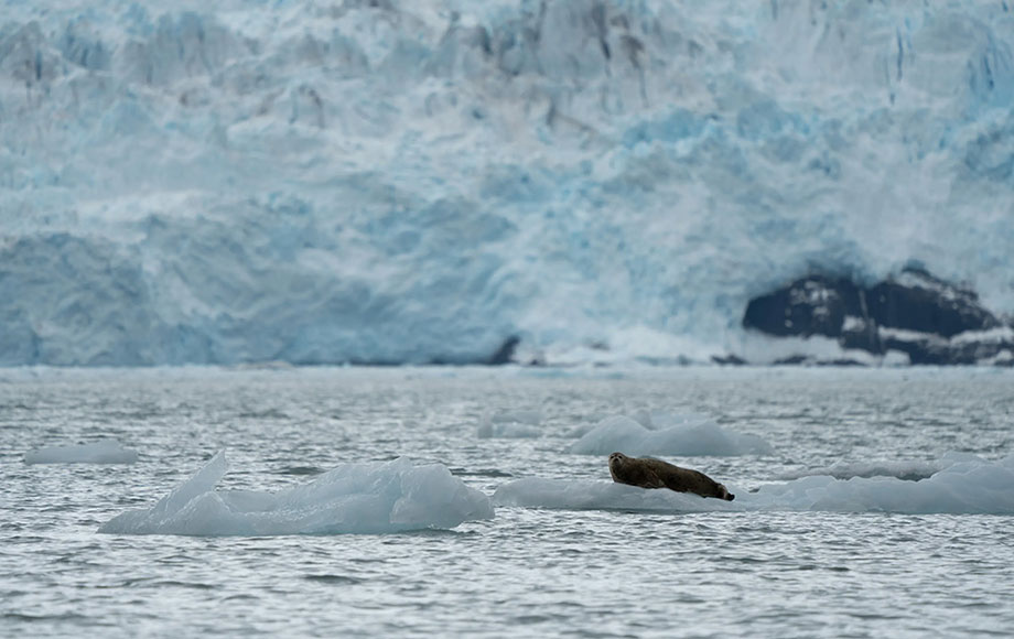 Unakwik Inlet & Meares Glacier