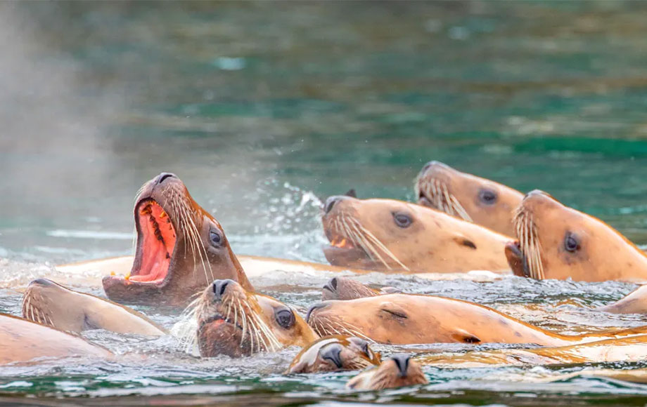 Seals in Alaska