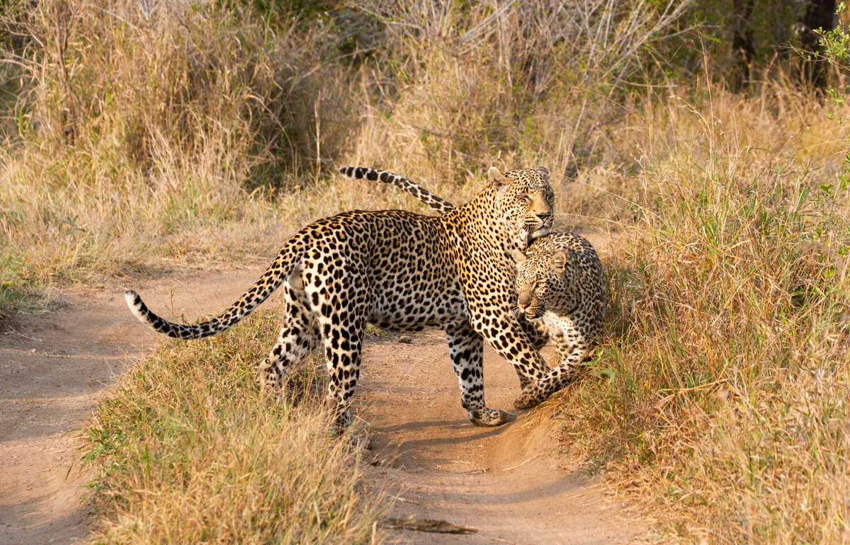 Leopards in Sabi Sabi