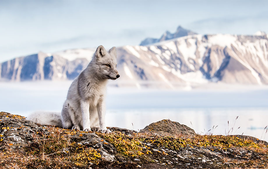 Arctic Fox in Svalbard, Arctic Aurora