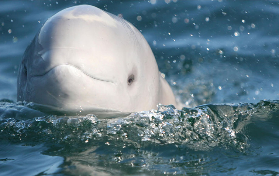 Beluga Whale Canada